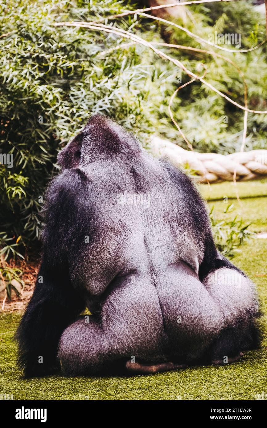 Gorille argenté des basses terres de l'Ouest de l'arrière Banque D'Images