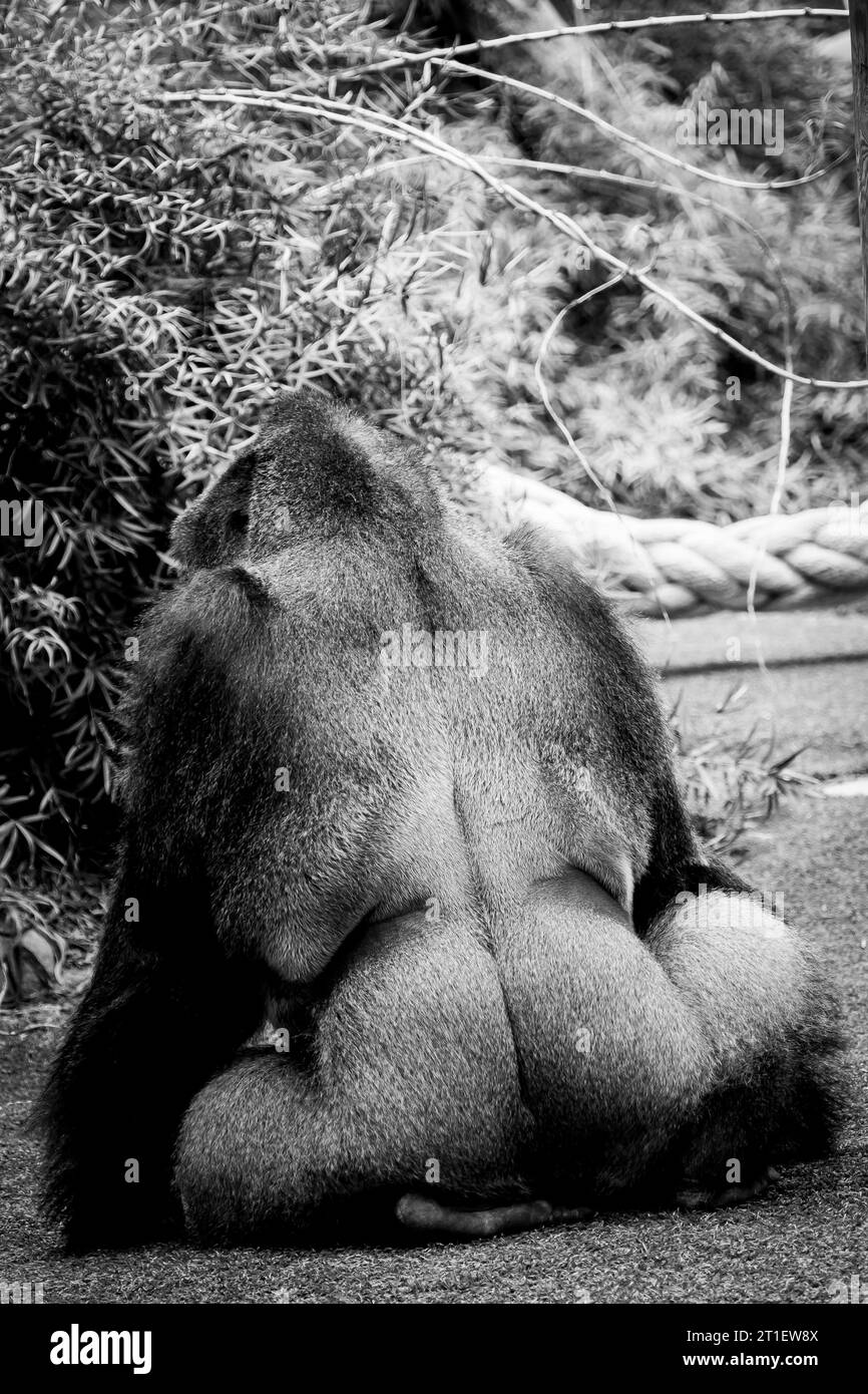Gorille argenté des basses terres de l'Ouest de l'arrière Banque D'Images