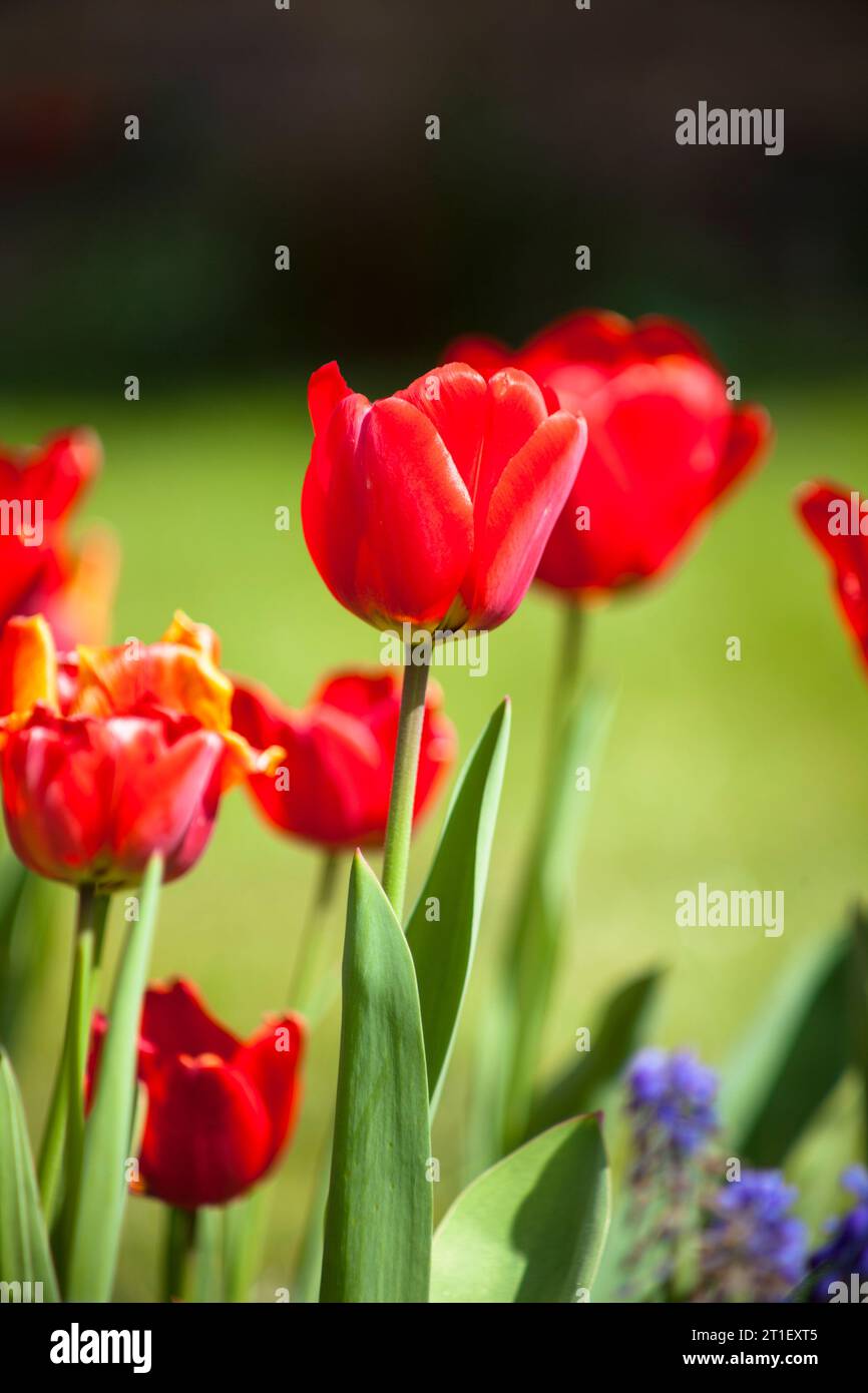 Quelques tulipes dans un jardin avec un trait de fleur violette Banque D'Images