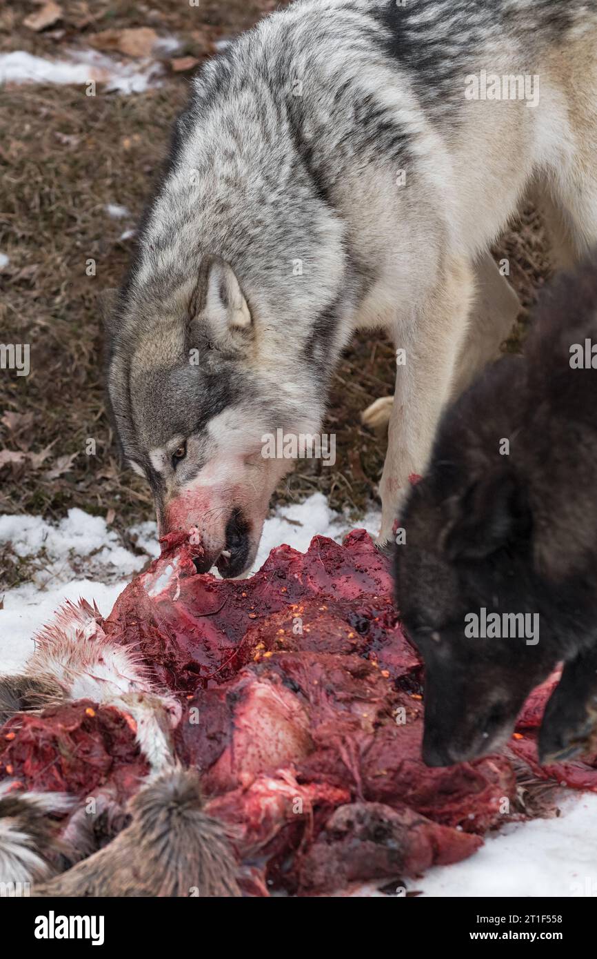 Loup gris (Canis lupus) Noes dans la carcasse de cerf hiver - animaux captifs Banque D'Images