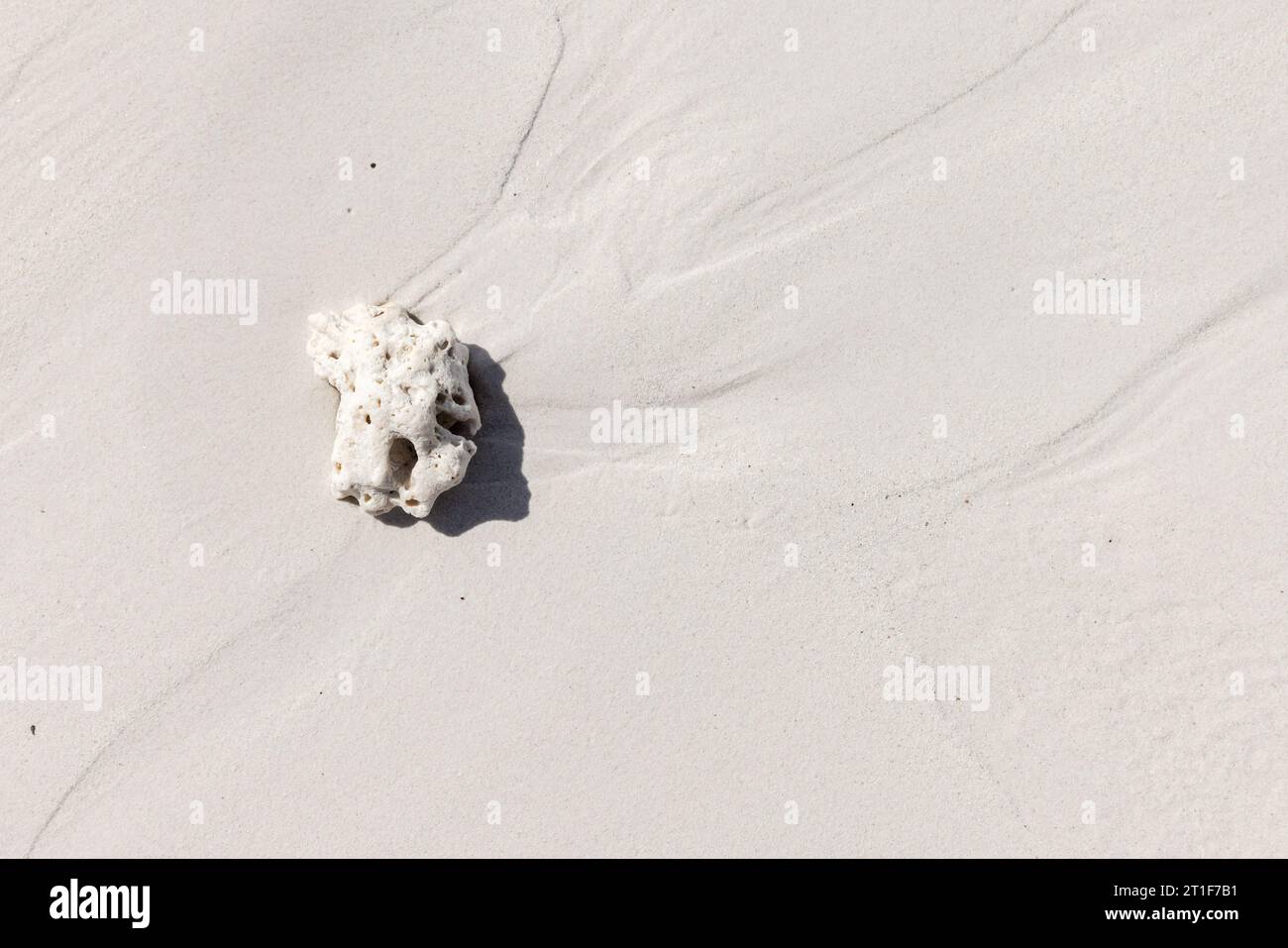 Le fragment de corail est sur du sable blanc de rivage. Seychelles plage, photo de fond naturel Banque D'Images