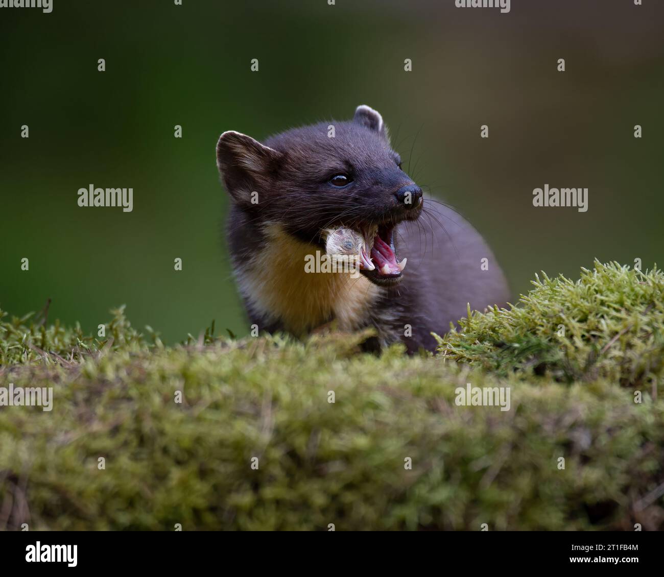 Pine Marten sur une banque moussue mangeant un poussin, Écosse, Royaume-Uni Banque D'Images