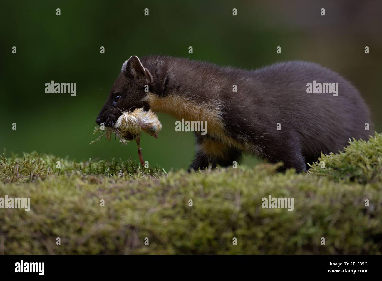 Pine Marten sur une rive moussue avec un poussin dans sa bouche, Écosse, Royaume-Uni Banque D'Images