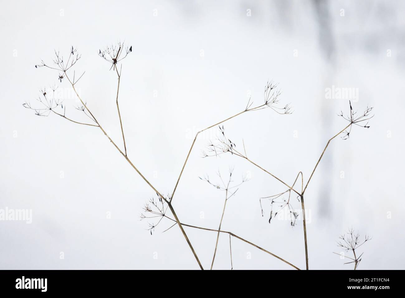 Fleurs sèches gelées de l'aîné du sol sur fond de neige blanche floue, photo naturelle prise sur une journée froide d'hiver. Aegopodium podagraria Banque D'Images