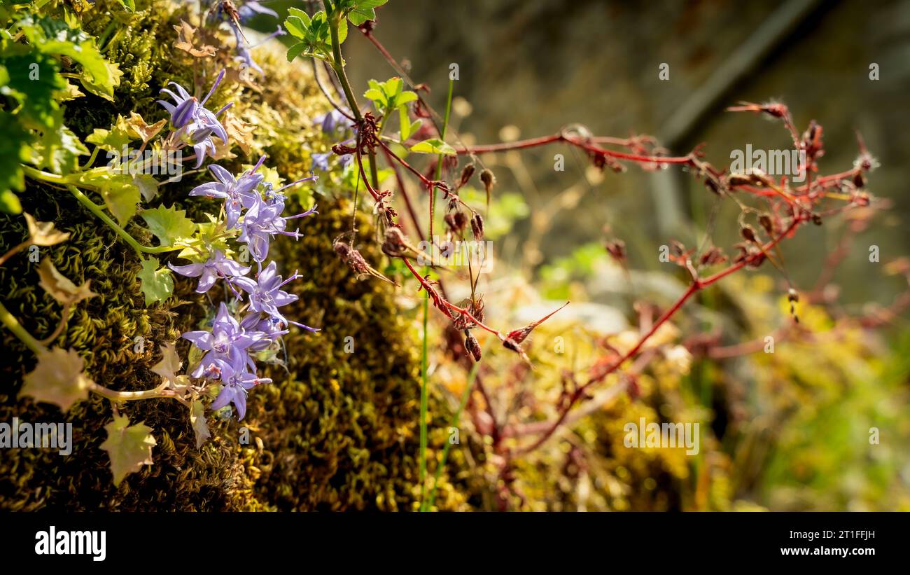 Fleurs violettes délicates poussant sur le mur de pierre Banque D'Images