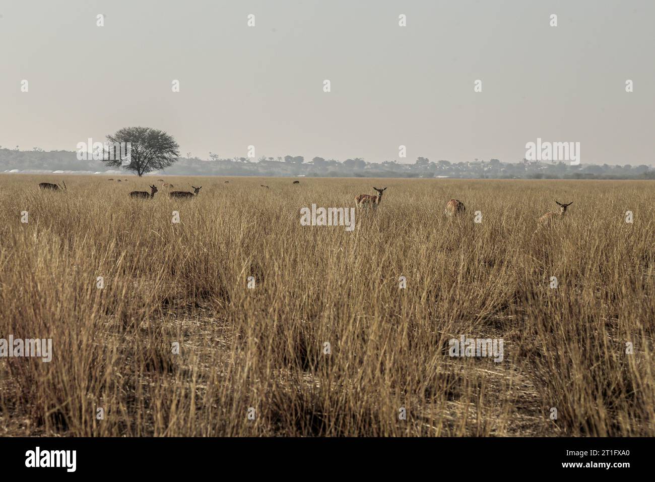 Indian Gazelle -Gazella bennettii, Réserve naturelle Tal Chappar Blackbuck Sanctuary- safari situé à Beer Chhapar Rural, Rajasthan, Inde. Banque D'Images