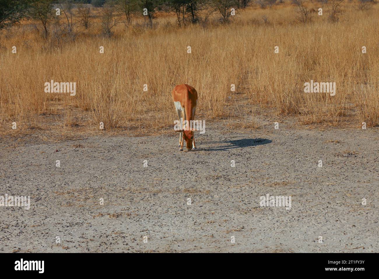 Indian Gazelle -Gazella bennettii, Réserve naturelle Tal Chappar Blackbuck Sanctuary- safari situé à Beer Chhapar Rural, Rajasthan, Inde. Banque D'Images