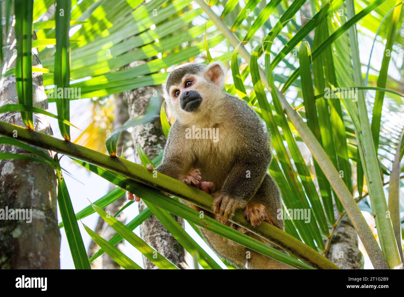 Singe d'écureuil mâle alpha dans un palmier Banque D'Images