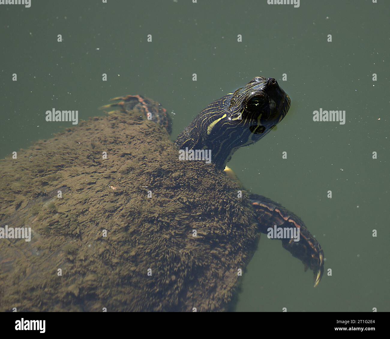 Tortue dans la rivière Banque D'Images Tortue dans la rivière Banque D'Images
