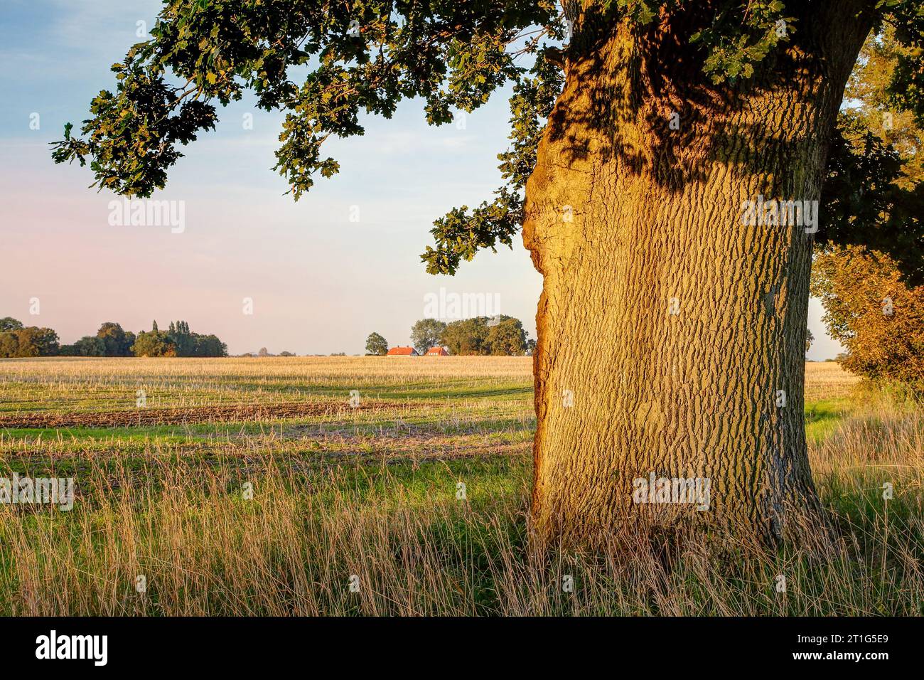 Baigné par la douce lumière du soir, le formidable chêne est un témoin silencieux de la riche histoire et de la beauté intemporelle de Schwansen. Banque D'Images