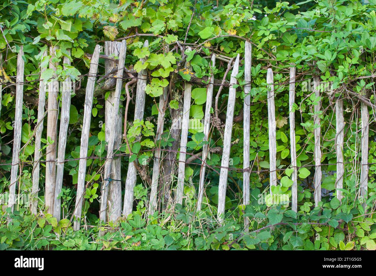 Les clôtures de piquet sont un choix populaire pour les clôtures de jardin et sont connues pour leur esthétique rustique et naturelle. Banque D'Images