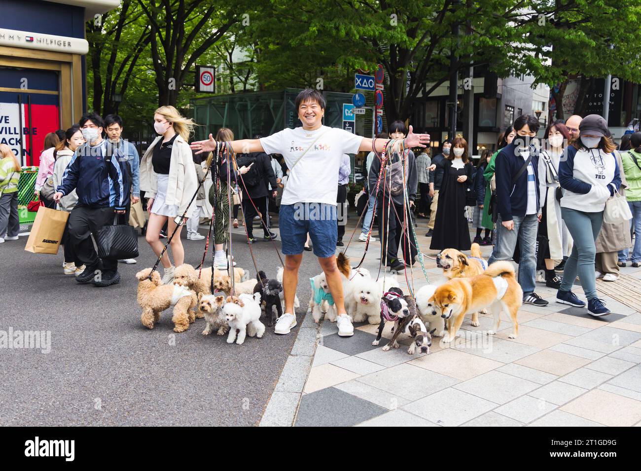 Tokyo, Japon - 08 avril 2023 : jeune homme tient beaucoup de chiens en laisse et d'autres personnes non identifiées dans le centre-ville de Tokyo, Tokyo est la capitale et t Banque D'Images