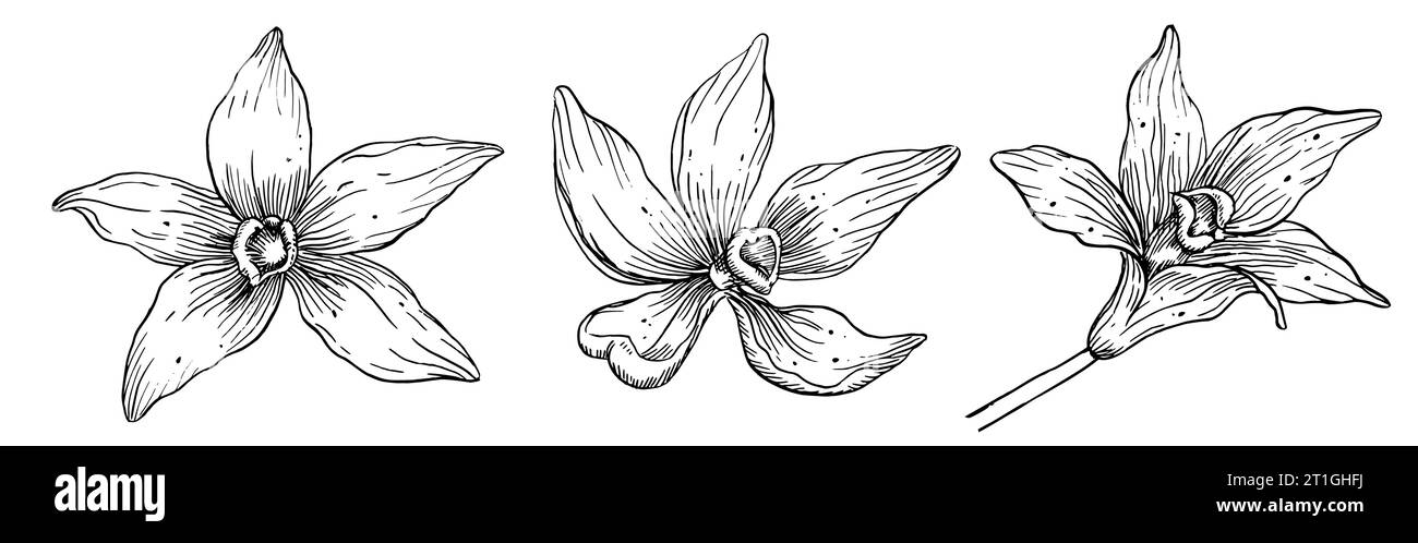 Ensemble de fleurs de vanille. Illustration vectorielle dessinée à la main de plantes d'orchidées sur fond isolé blanc. Dessin linéaire d'ingrédient à base de plantes pour la cuisson ou la saveur d'arôme. Gravure du faisceau floral. Illustration de Vecteur