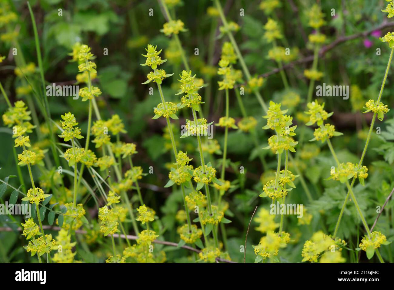 Crosswort, paille lisse (Cruciata laevipes), floraison, Croatie Banque D'Images