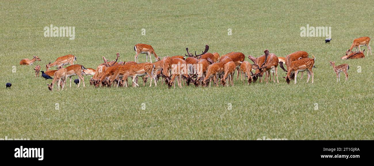 Cerfs de jachère (Dama Dama, Cervus Dama), grand troupeau de cerfs avec de jeunes animaux dans un large pré, Allemagne, Bavière Banque D'Images