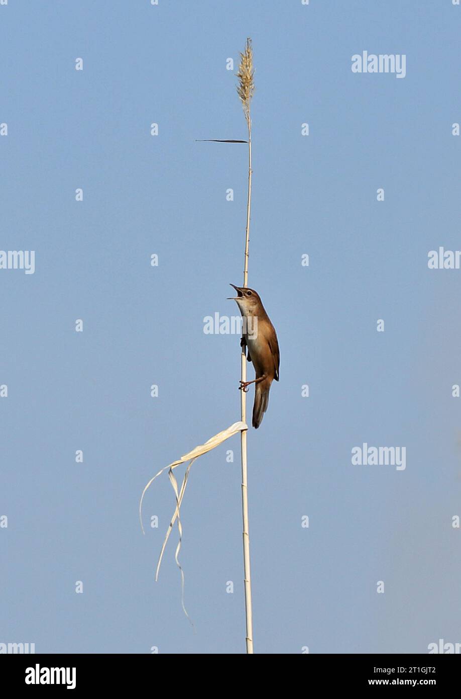 la paruline de savi (Locustella luscinioides fusca), chantant au sommet du roseau, en Europe Banque D'Images