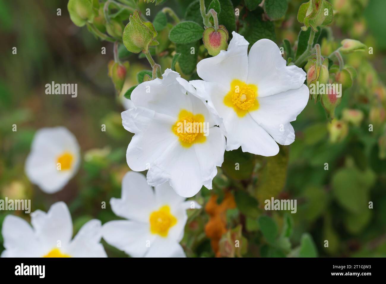 Rose rocheuse sageleaf, rose rocheuse sauge (cistus salviifolius), floraison, Croatie Banque D'Images