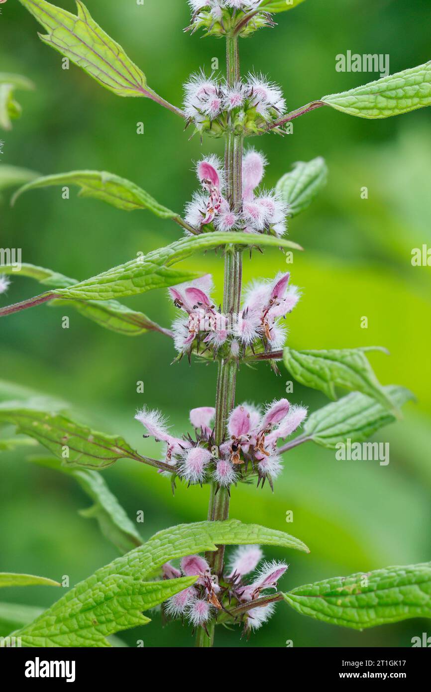 Motherwort, throw-wort, oreille du lion, queue du lion (Leonurus cardiaca subsp. Cardiaca, Leonurus cardiaca), fleurs, Allemagne Banque D'Images