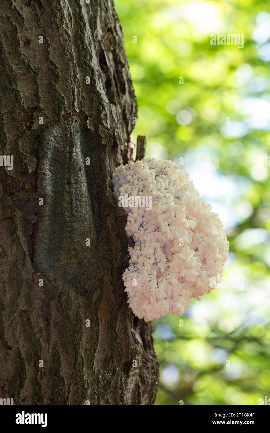 Champignon à dents de peigne, dent de corail (Hericium coralloides, Hericium clathroides), sur bois mort, Allemagne Banque D'Images