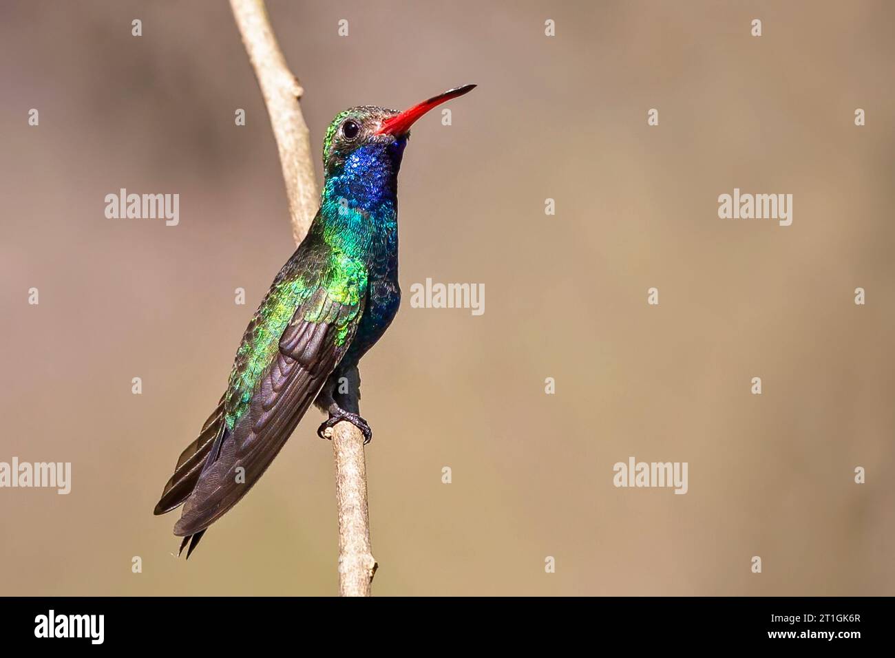 Colibri à bec large (Cynanthus latirostris magicus, Cynanthus magicus), mâle perché dans une brindille, Mexique Banque D'Images