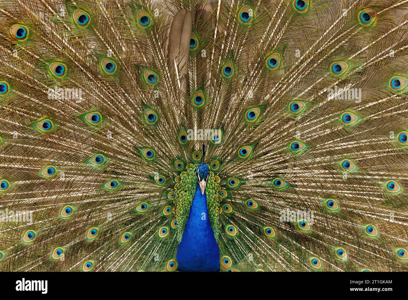 Paon commun, paon indien, paon bleu (Pavo cristatus), plumes de queue éparpillées, vue de face Banque D'Images