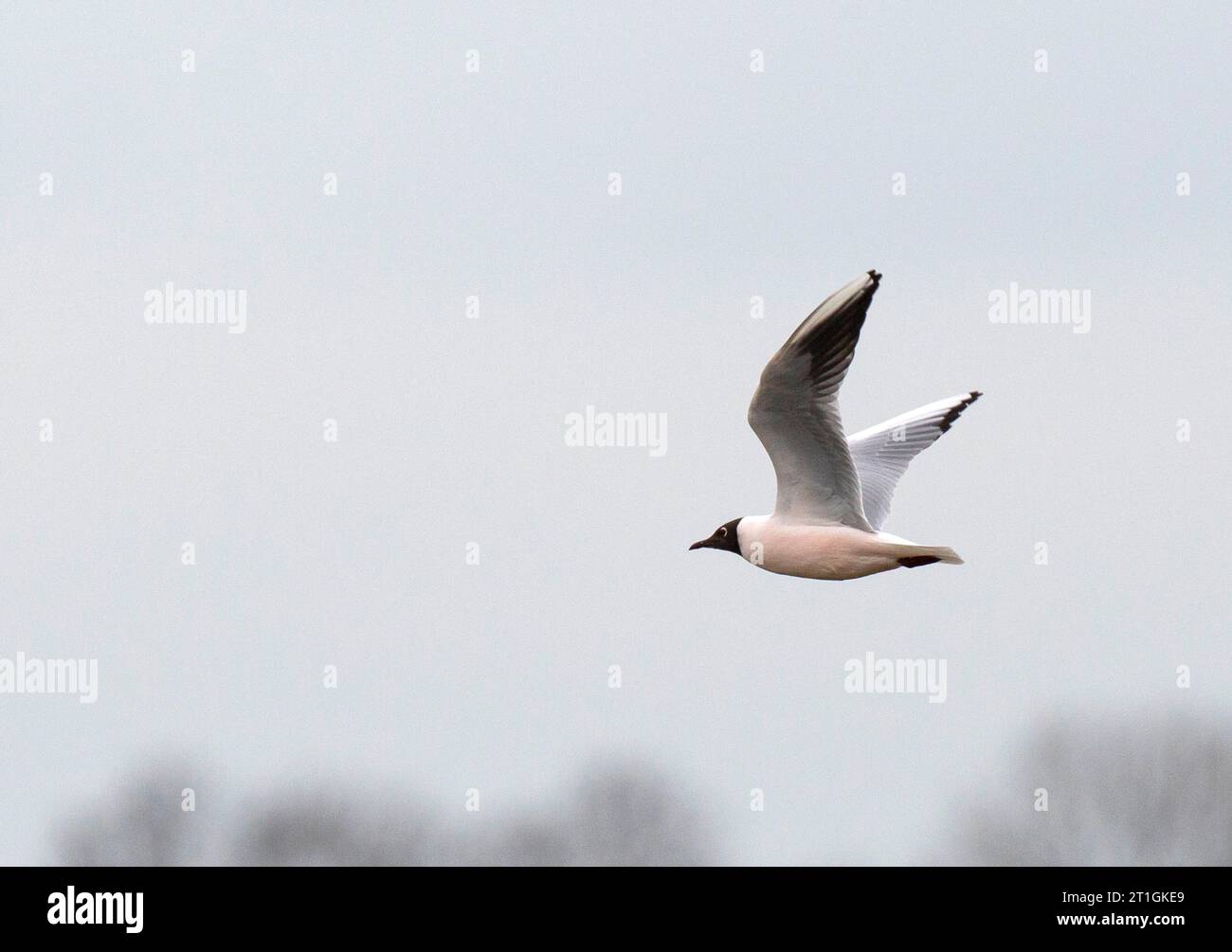 Goéland à tête noire (Larus ridibundus, Chroicocephalus ridibundus), adulte volant dans un plumage reproducteur rosâtre peu commun, cette couleur est due au Banque D'Images