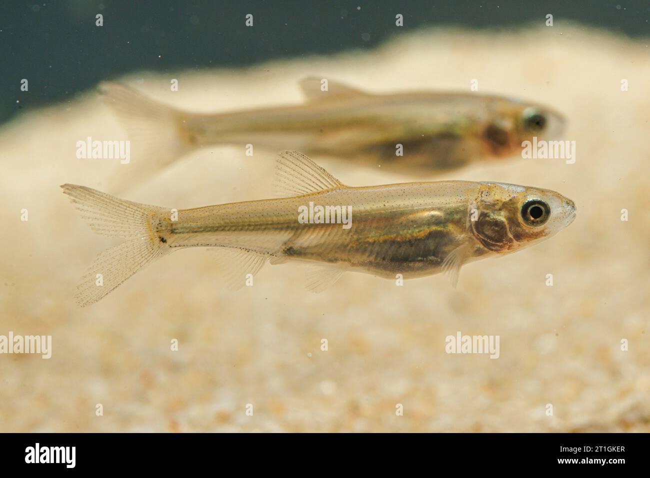 nase (Chondrostoma nasus), deux nases juvéniles, vue de côté, Allemagne Banque D'Images