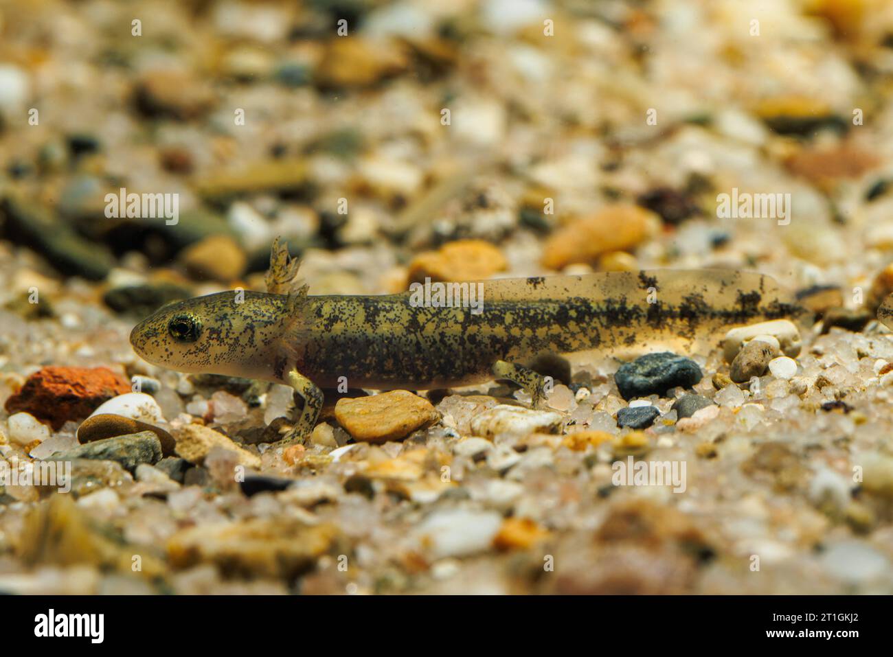 Salamandre de feu européenne (Salamandra salamandra), arva avec branchies extérieures sur le fond de gravier, vue de côté, Allemagne, Bavière Banque D'Images