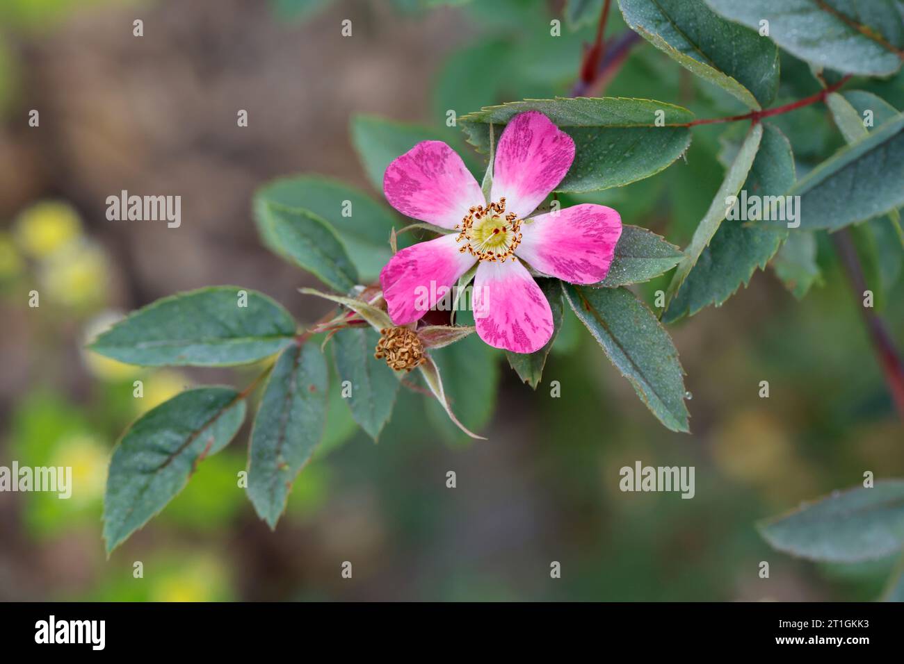 Rosier à feuilles rouges, rosier à feuilles rouges (Rosa glauca, Rosa rubrifolia, Roas rubifolia), branche florale Banque D'Images