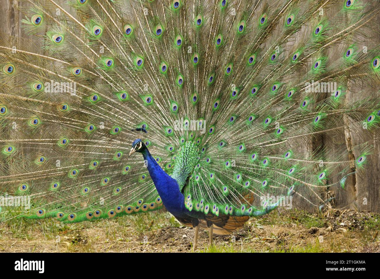 Paons commun, Indienne, paons paons bleus (Pavo cristatus), la diffusion de tail feathers peacock Banque D'Images
