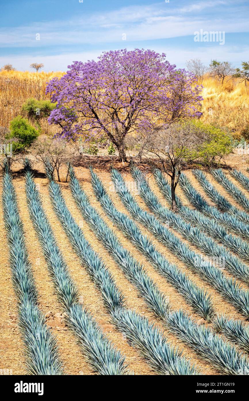 Un Jacaranda à fleurs violettes embellit un champ de cactus d'agave bleu dans l'état producteur de tequila de Jalisco, au Mexique. Banque D'Images