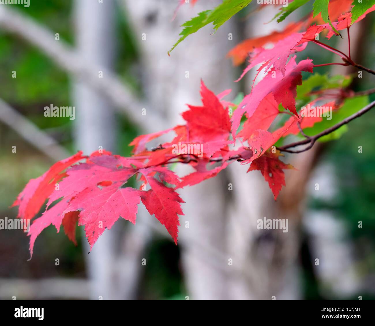 Les feuilles d'érable rouges contrastent avec les feuilles vertes et la barque blanche des bouleaux. Banque D'Images