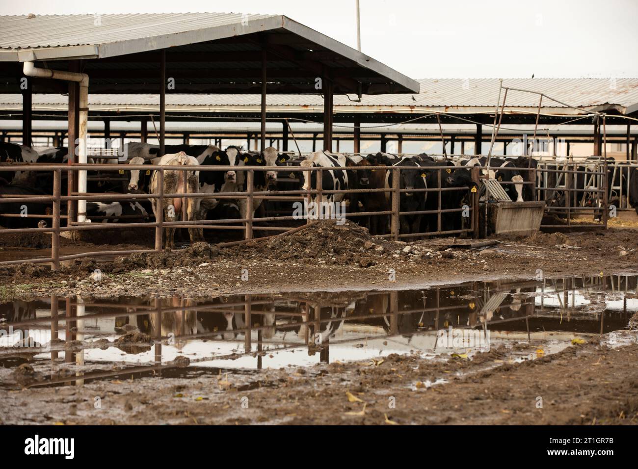 Los Banos, Californie, États-Unis - 3 janvier 2023 : un soleil nuageux d'hiver brille sur une ferme d'élevage de vaches dans la vallée centrale. Banque D'Images