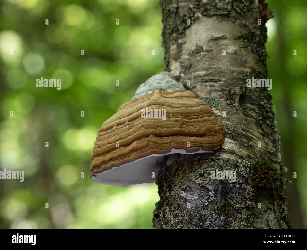 Grand champignon Polypore sur un bouleau dans une forêt Banque D'Images