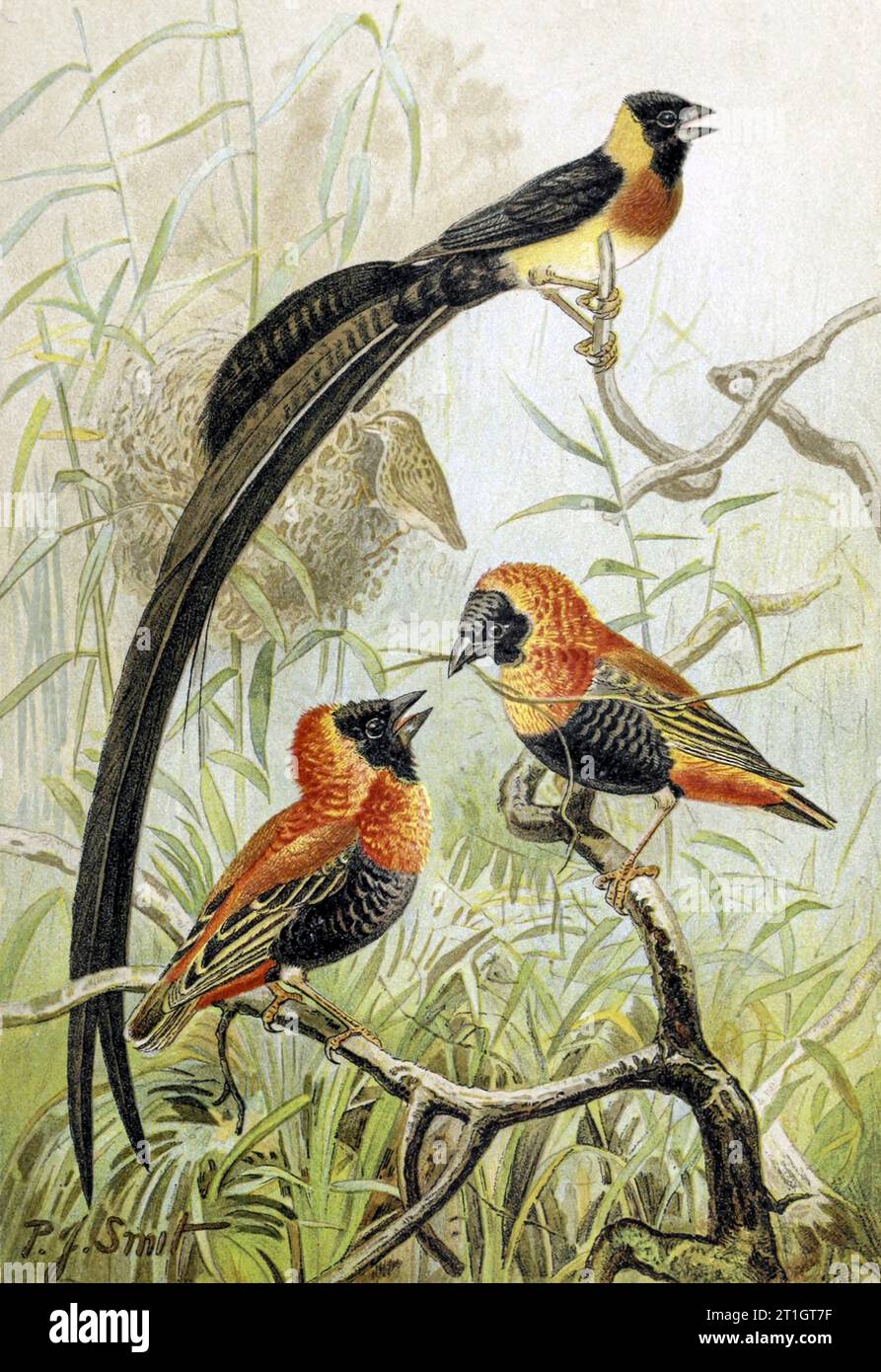 Oiseaux tisserands, illustration du 19e siècle Banque D'Images