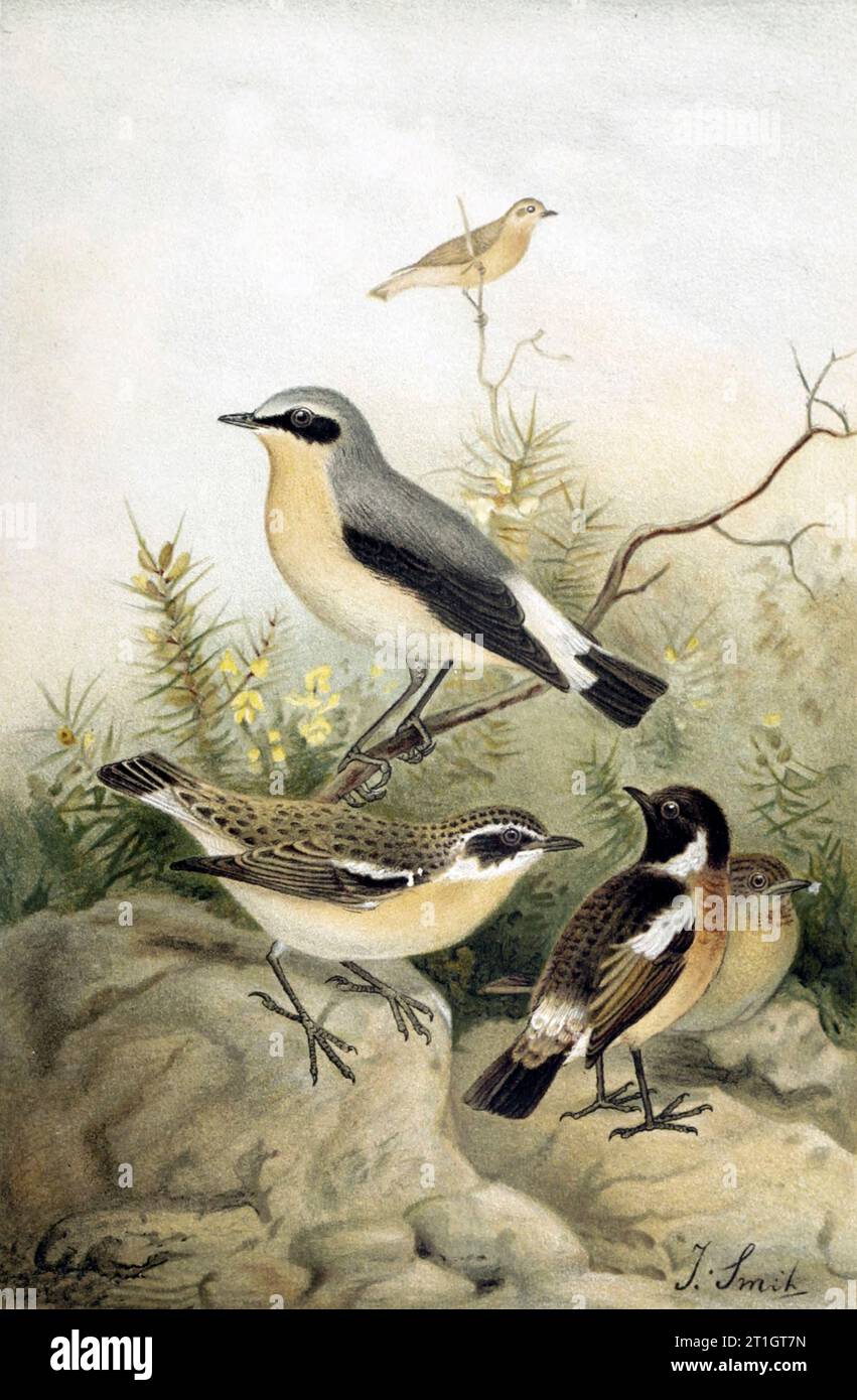 Wheatear et chats, illustration du 19e siècle Banque D'Images