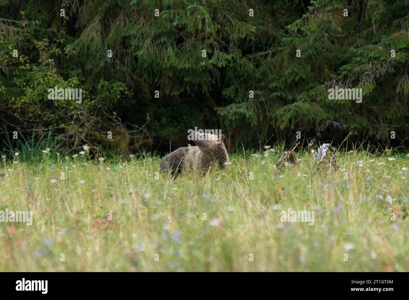 Grizzli sur la côte de Knight Inlet dans le district régional de Mount Waddington en Colombie-Britannique au Canada. Banque D'Images