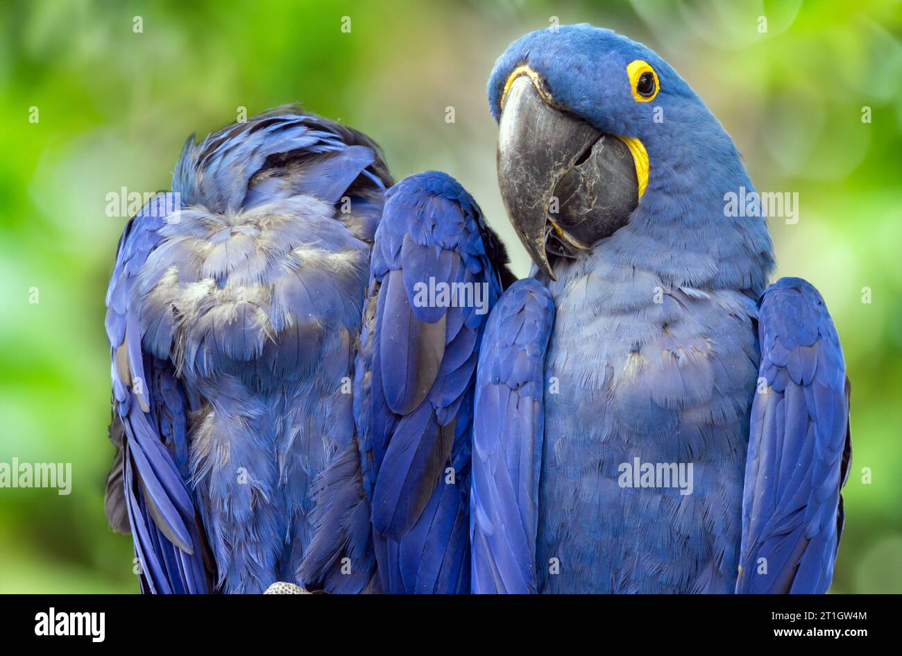 La paire d'aras jacinthes (Anodorhynchus hyacinthinus), ou aras jacinthines Banque D'Images