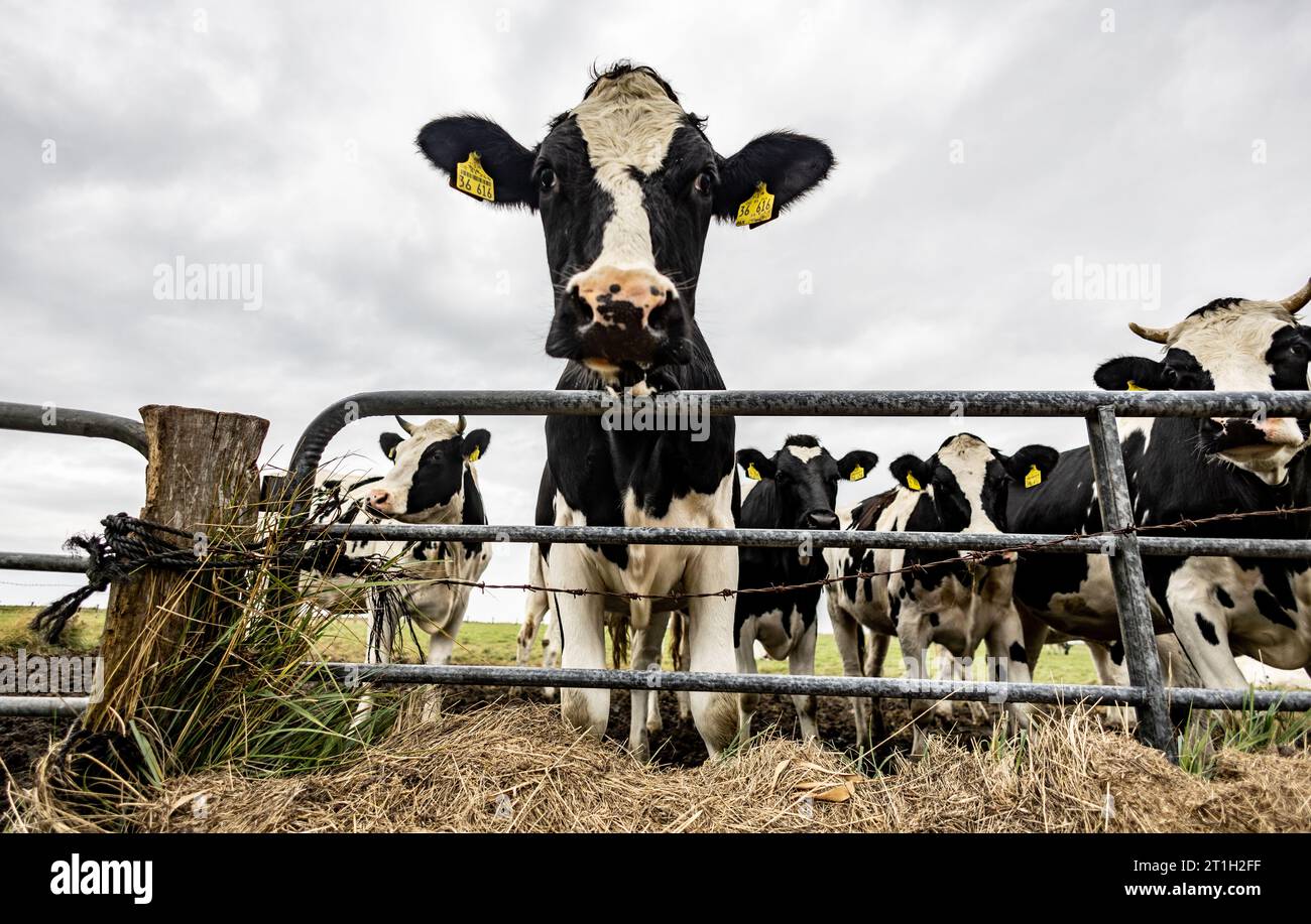 PRODUCTION - 29 septembre 2023, Schleswig-Holstein, Hallig Langeneß : les vaches se tiennent sur le pré derrière une clôture sur Hallig Oland. Photo : Axel Heimken/dpa Banque D'Images