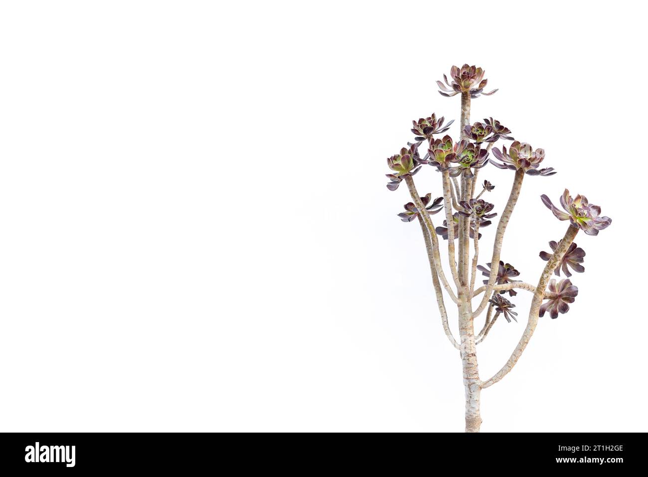 Aeonium Arboreum rose noire Zwartkop plante succulente sur fond blanc avec espace vide pour le texte Banque D'Images