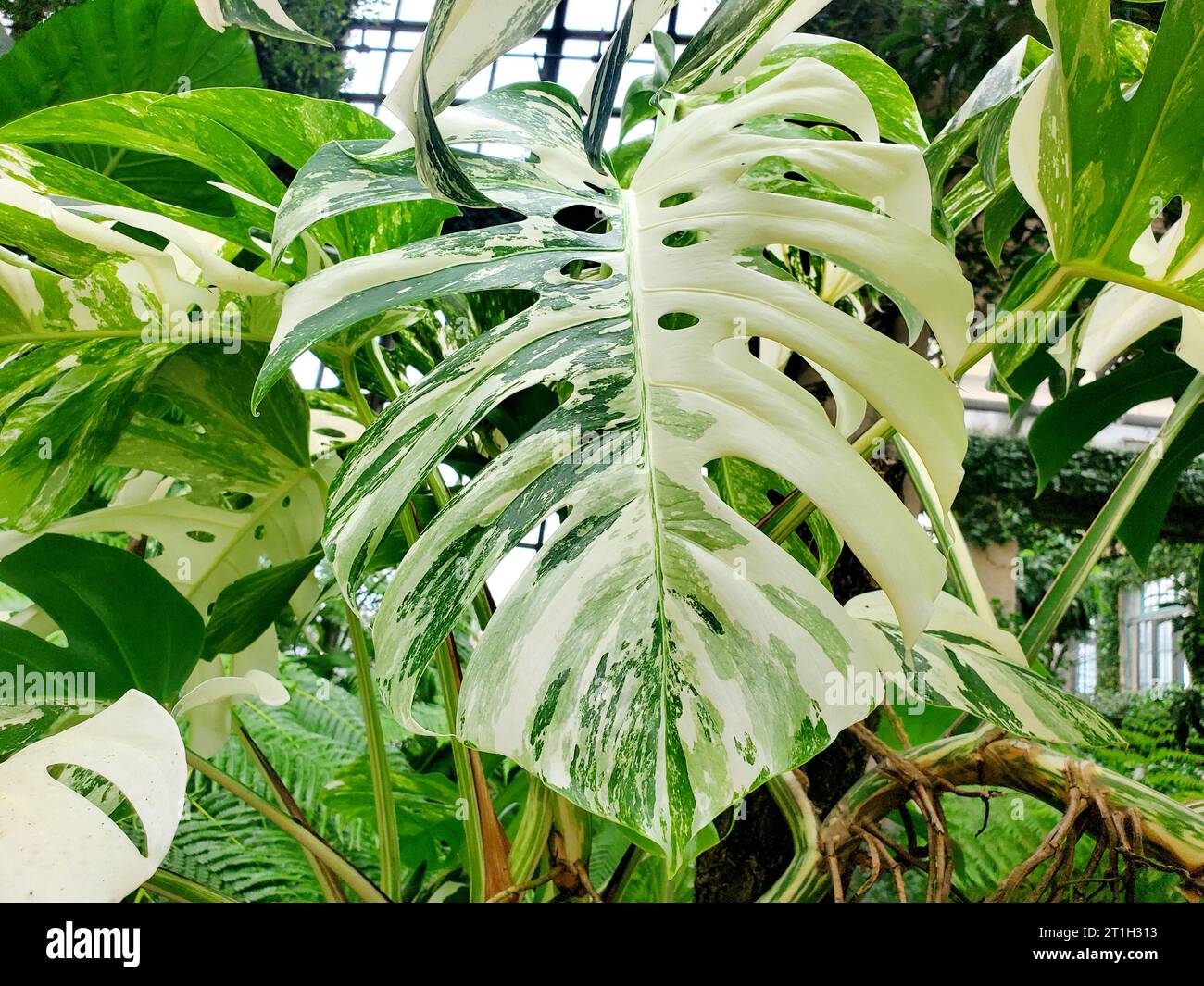 Une belle feuille panachée de Monstera Albo Borsigiana, une plante d'intérieur populaire et exotique Banque D'Images