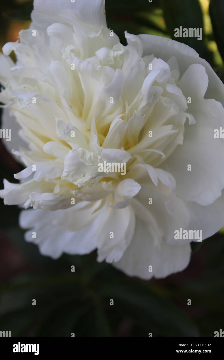 Pivoine blanche dans le jardin Banque D'Images