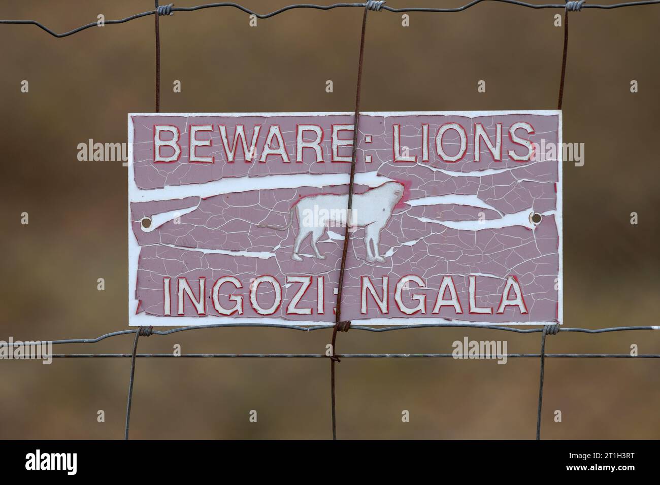 Signe d'attention au lion sur une clôture de chasse, région de la biosphère de Kruger à Canyons, province du Limpopo, Afrique du Sud Banque D'Images