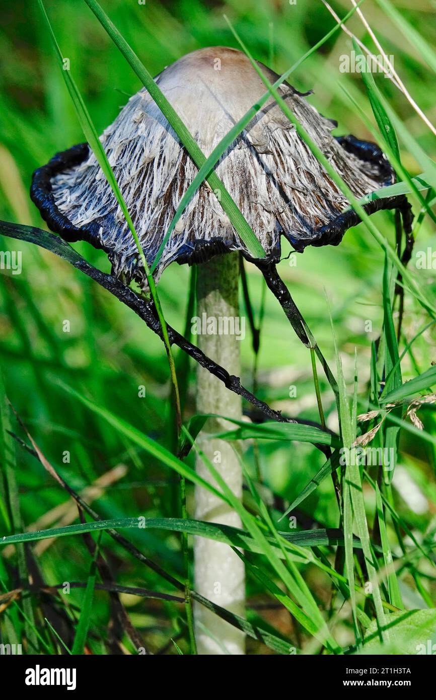Bouchon à encre Shaggy (Coprinus comatus), fin été, Allemagne Banque D'Images