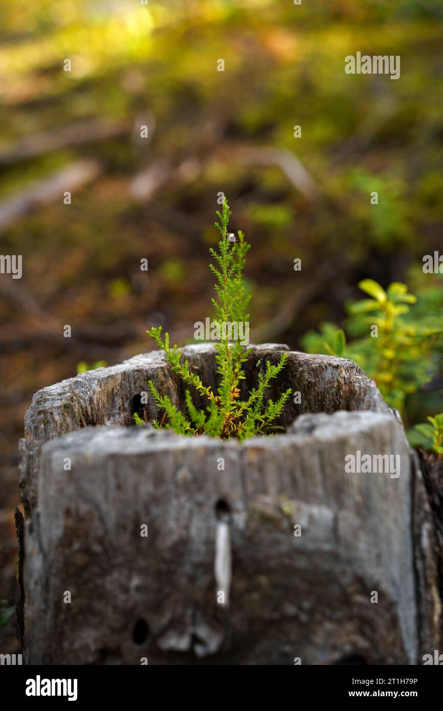 Vue rapprochée d'une petite bruyère poussant hors d'une souche d'arbre creux Banque D'Images