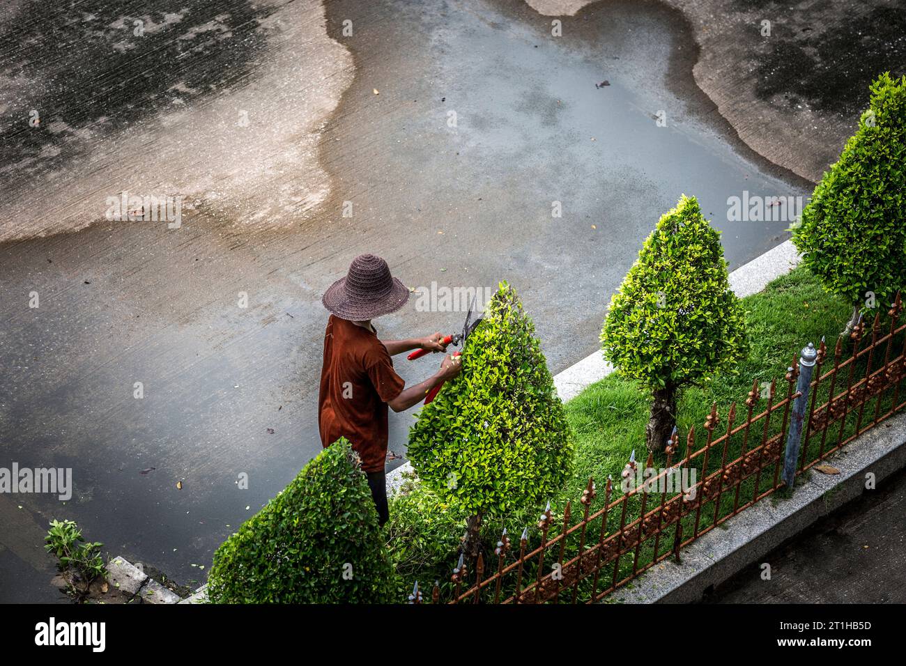 Jardinier portant un chapeau élaguant les arbres avec des cisailles. Banque D'Images