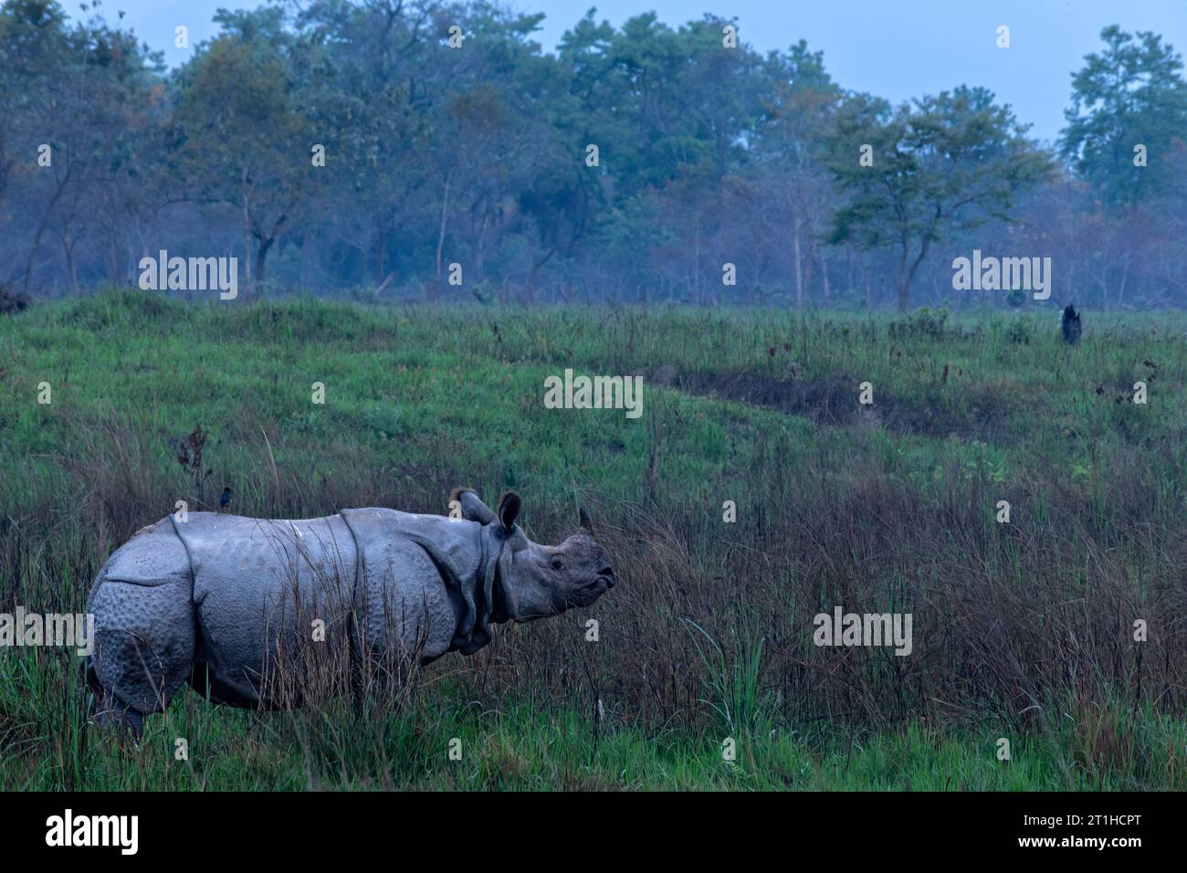 Le plus grand rhinocéros à cornes (ou « rhinocéros indien ») est le plus grand des rhinocéros. Autrefois répandu dans toute la partie nord du su indien Banque D'Images