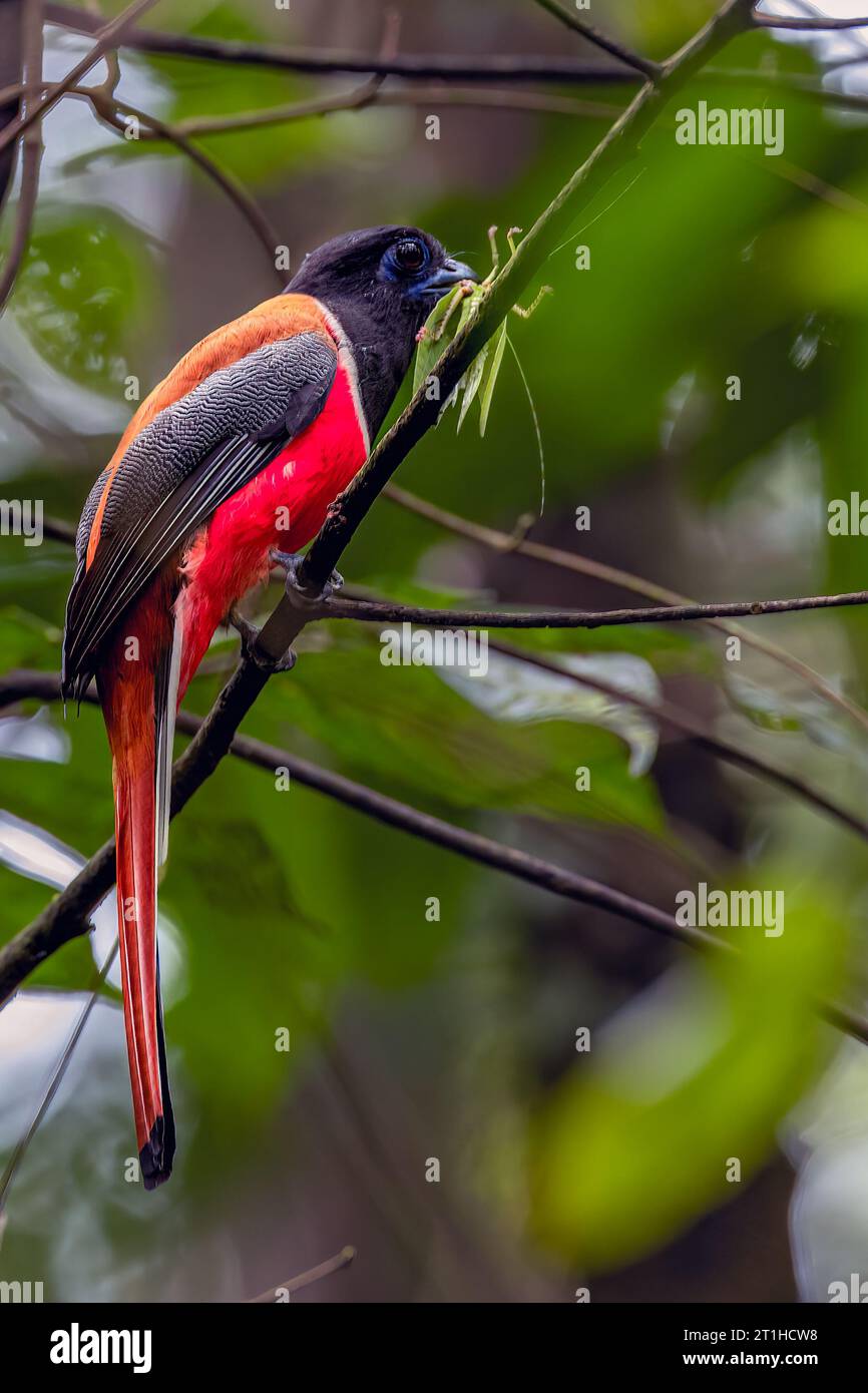 Malabar Trogan (Harpactes fasciatus) est un oiseau de taille moyenne de couleur vive mais lent. Indubitable ; le seul trogon de sa gamme. Banque D'Images