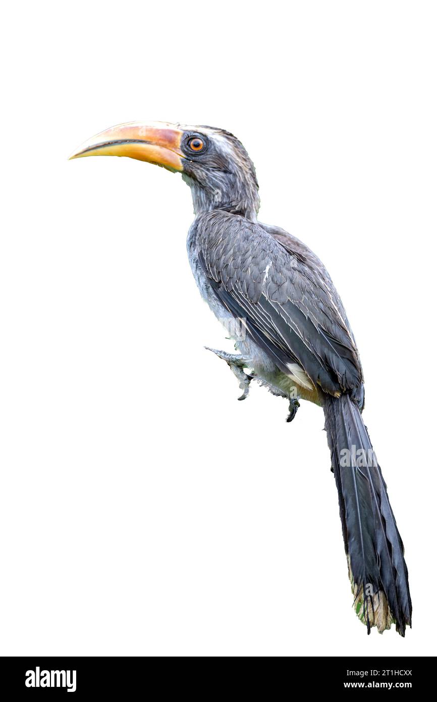 Malabar Grey Hornbill (Ocyceros griseus) est un petit Hornbill gris avec un bec pâle sans coque, une sous-queue noire avec des pointes blanches et un sourcil pâle. Banque D'Images