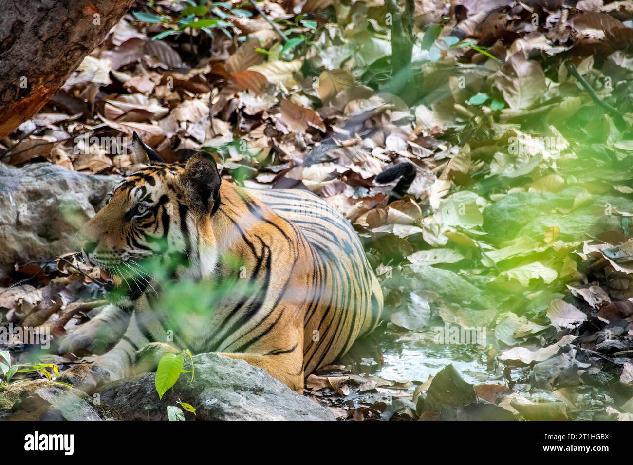 Un tigre subadulte se détendant à l'ombre de l'arbre lors d'un chaud après-midi d'été à l'intérieur de Bandhavgarh Tiger Reserve pendant le safari Banque D'Images